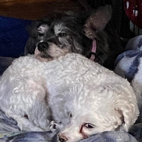 Gypsy and Joey, a Adoptable mixed breed in White Bear Lake, MN image 3/6