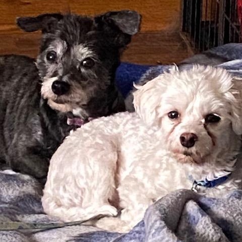 Gypsy and Joey, Adoptable, Adult Male Morkie & Cairn Terrier.