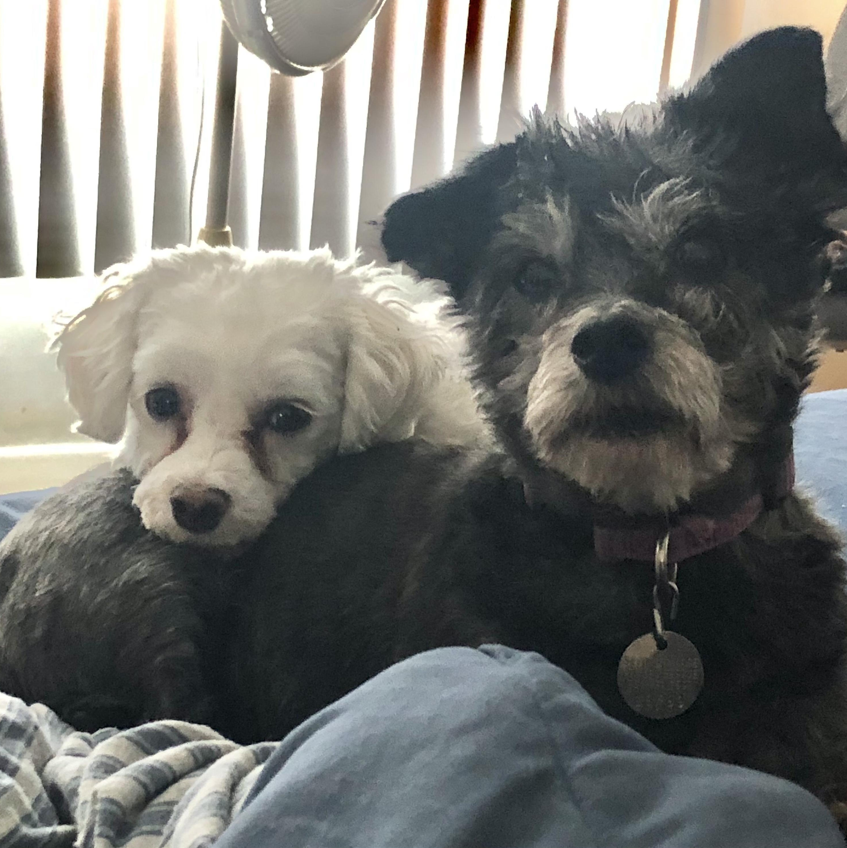 Gypsy and Joey, a Adoptable mixed breed in White Bear Lake, MN image 2/6