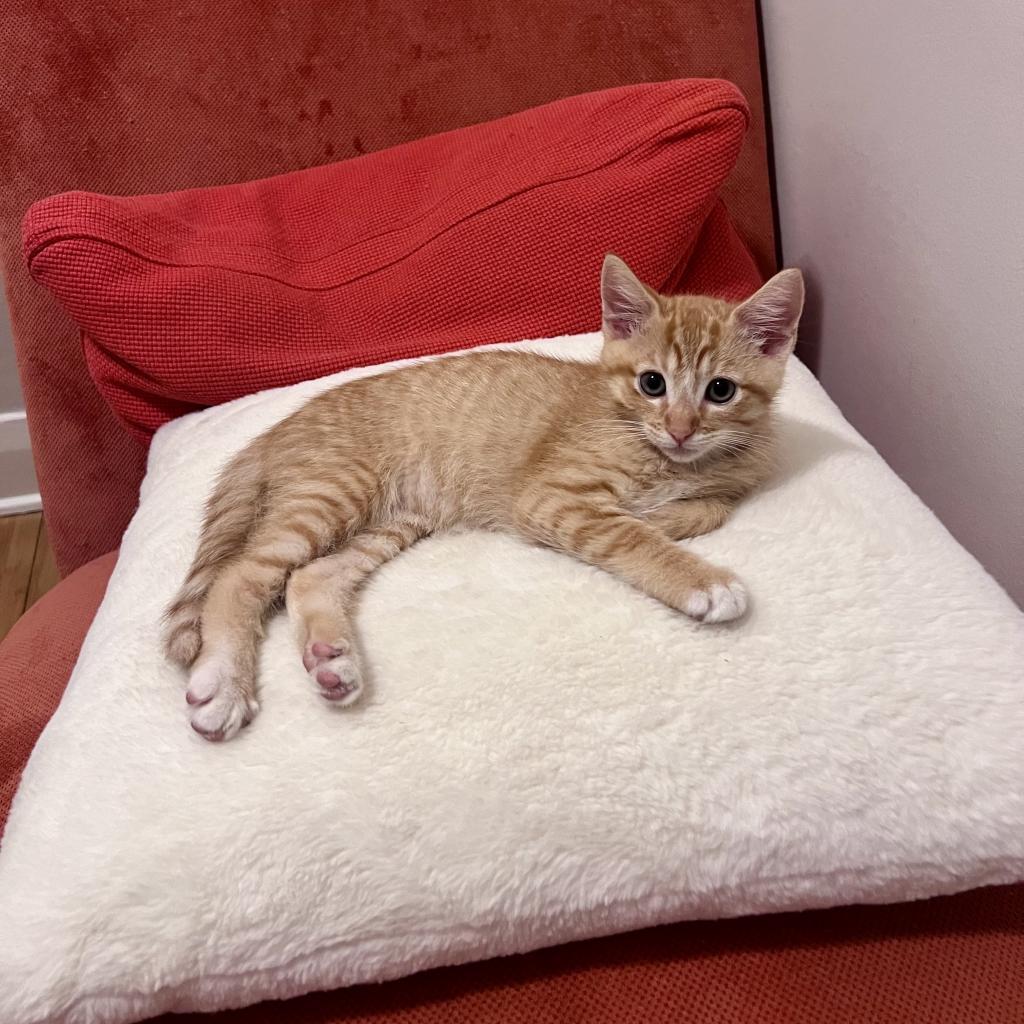 Enlarge Lucien, a Adoptable Domestic Short Hair in Spokane, WA image 1/6