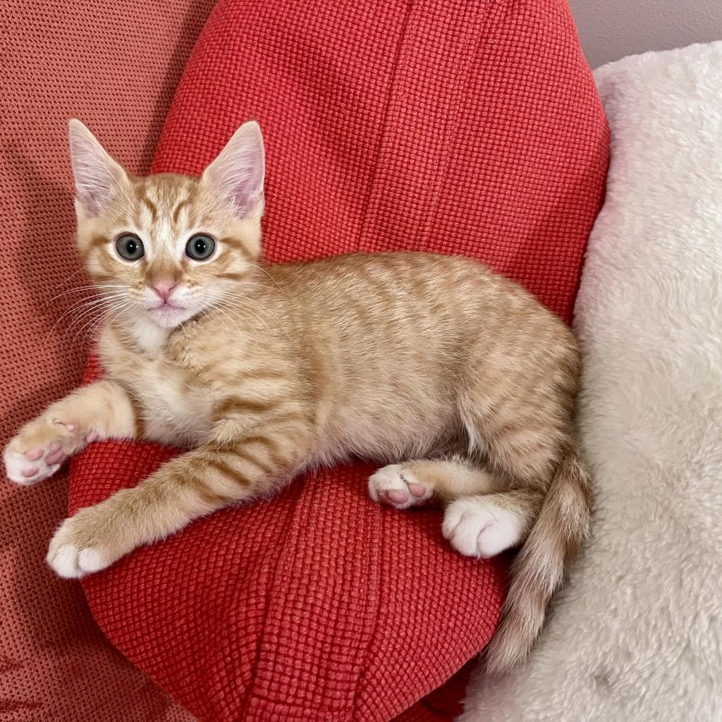 Enlarge Lucien, a Adoptable Domestic Short Hair in Spokane, WA image 2/6