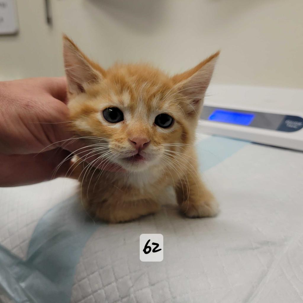 Enlarge Lucien, a Adoptable Domestic Short Hair in Spokane, WA image 3/6