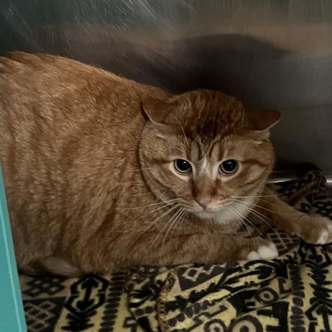 Enlarge Lucien, a Adoptable Domestic Short Hair in Spokane, WA image 4/6