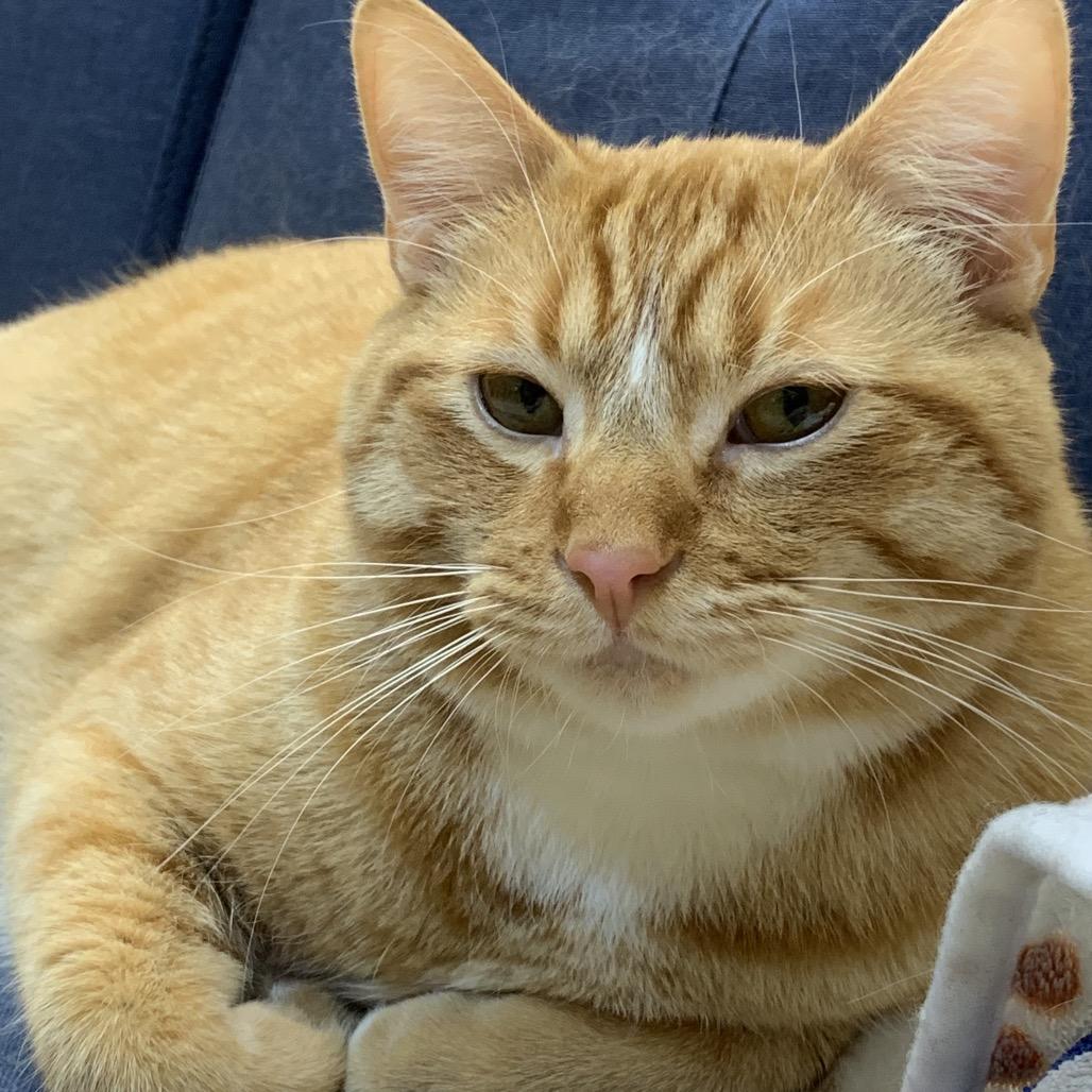 Enlarge Lucien, a Adoptable Domestic Short Hair in Spokane, WA image 5/6