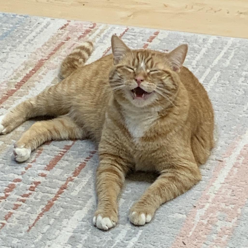 Enlarge Lucien, a Adoptable Domestic Short Hair in Spokane, WA image 6/6