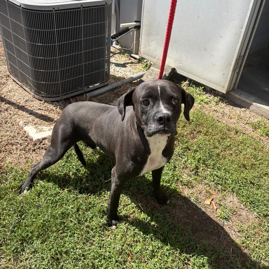 Waldo, Adoptable, Adult Male Mixed Breed.