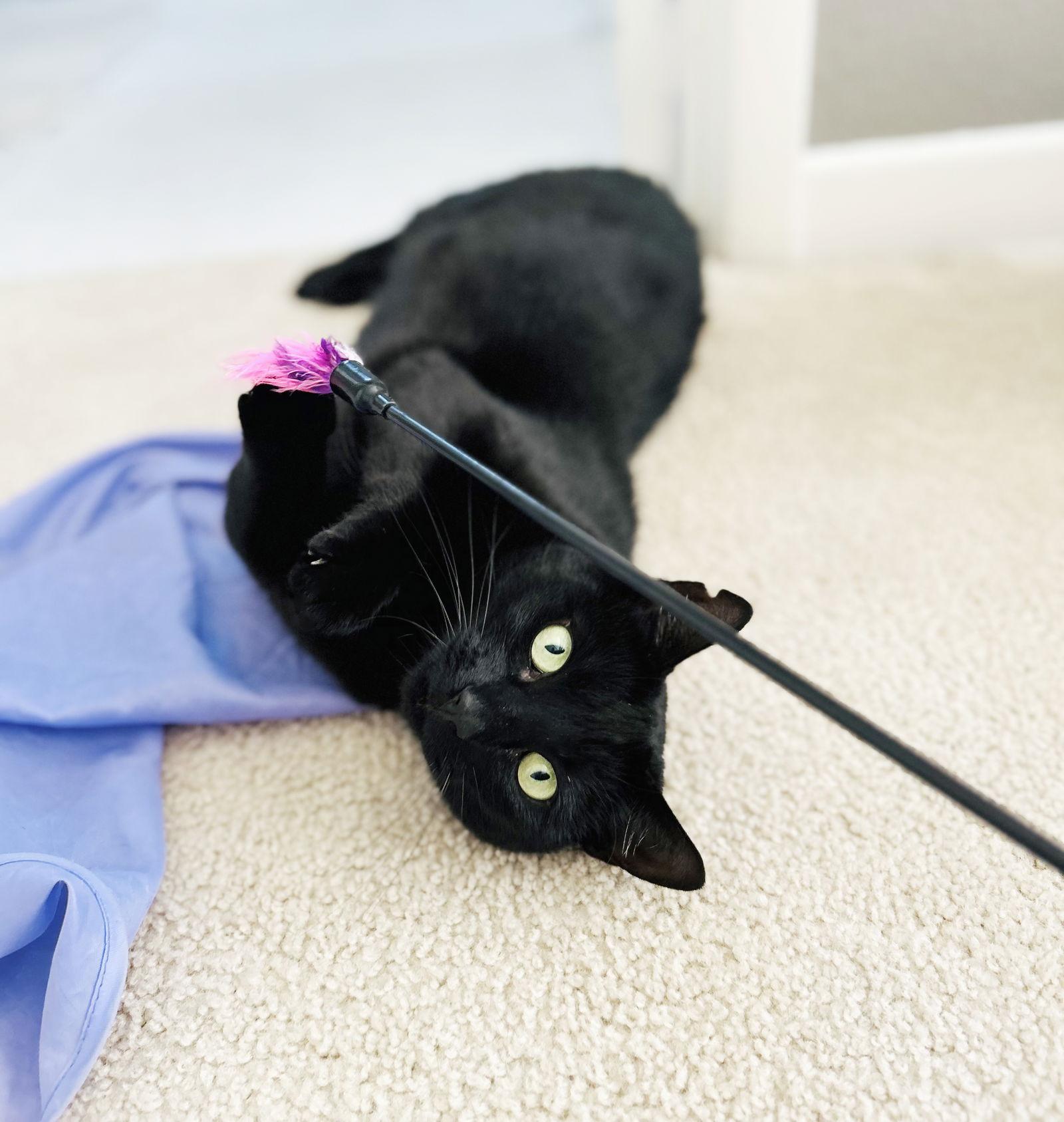 Micaela, Adoptable, Young Female Domestic Short Hair.