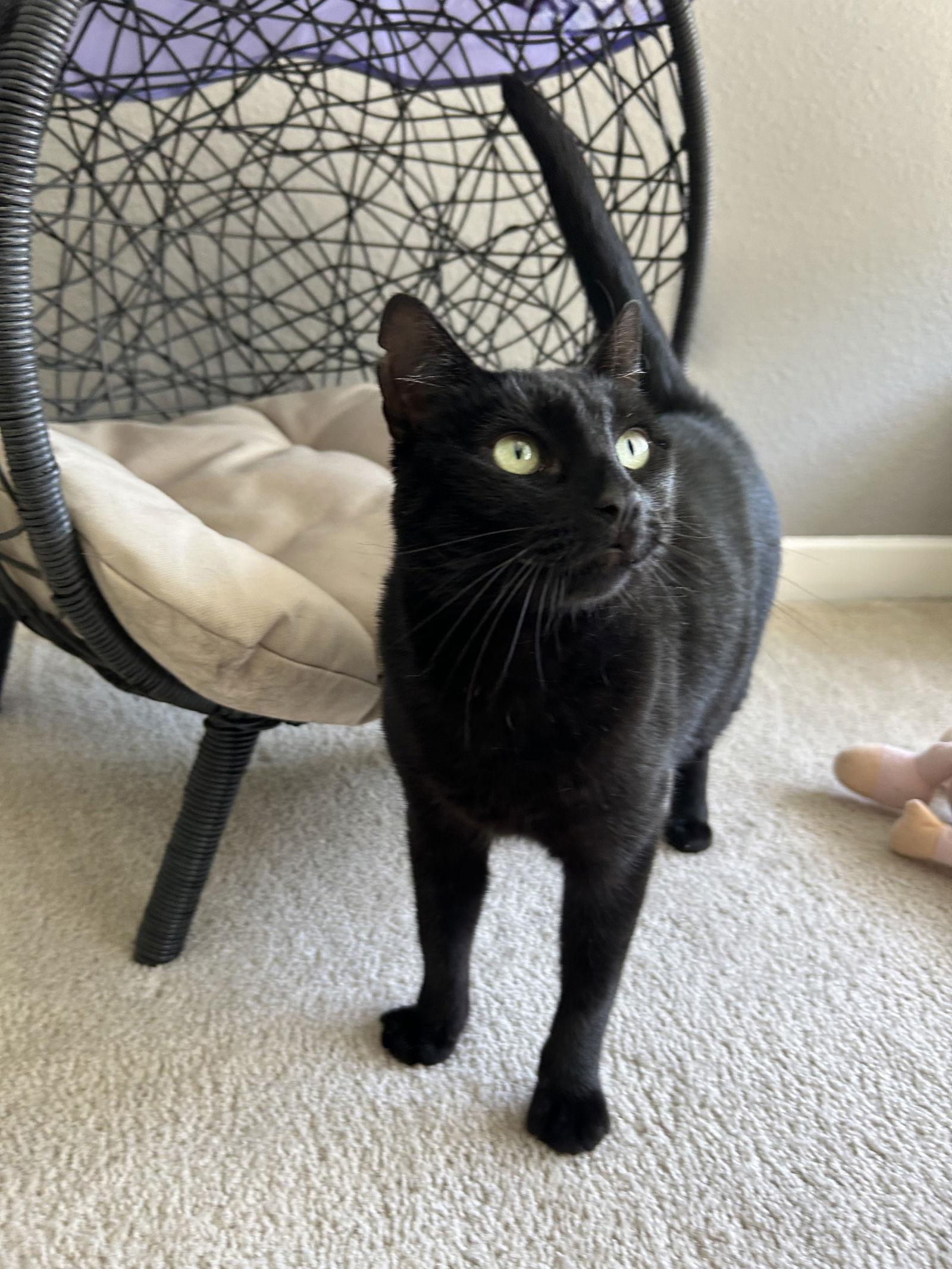 Enlarge Micaela, a Adoptable Domestic Short Hair in Alameda, CA image 2/3