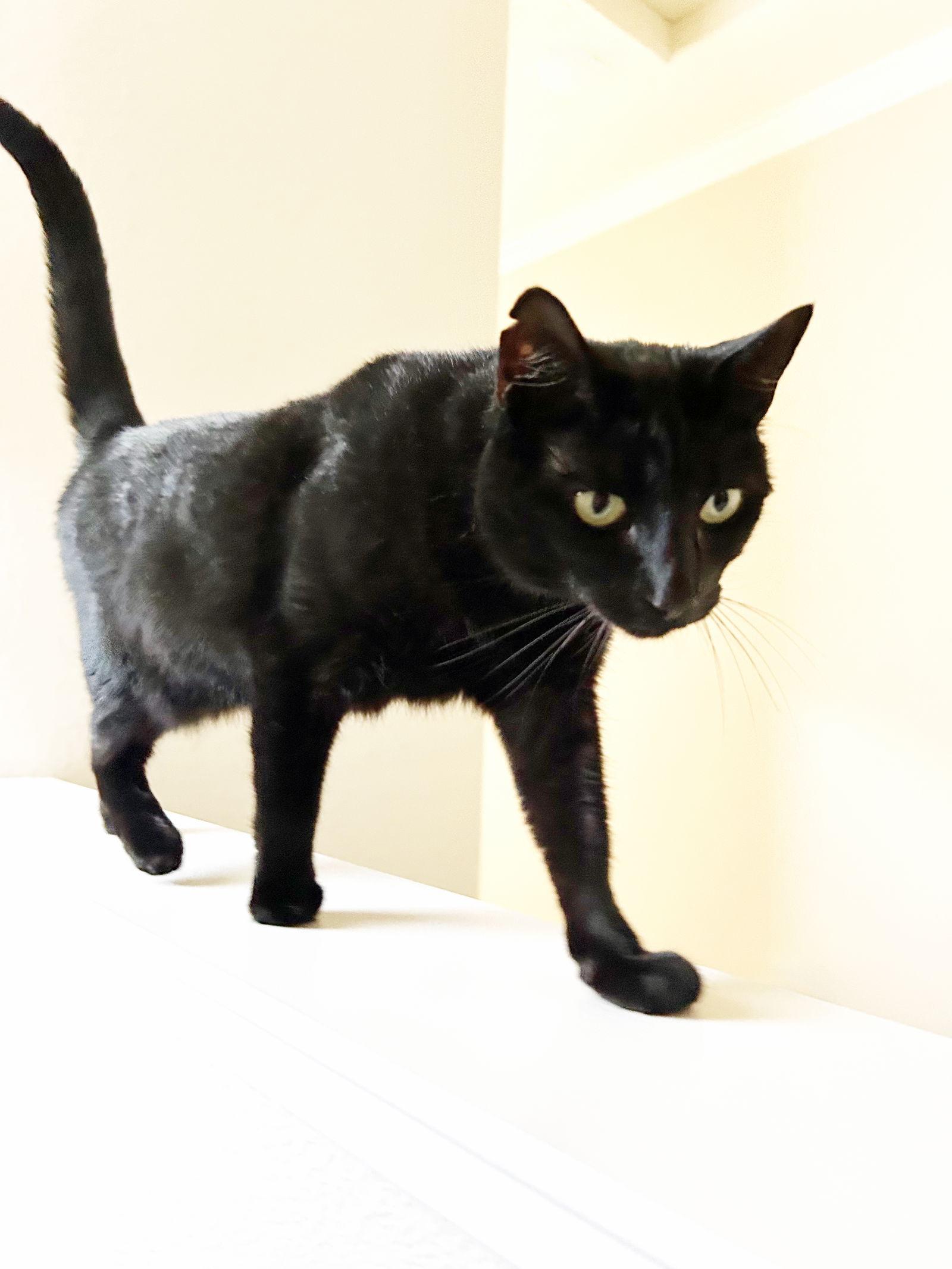 Enlarge Micaela, a Adoptable Domestic Short Hair in Alameda, CA image 3/3