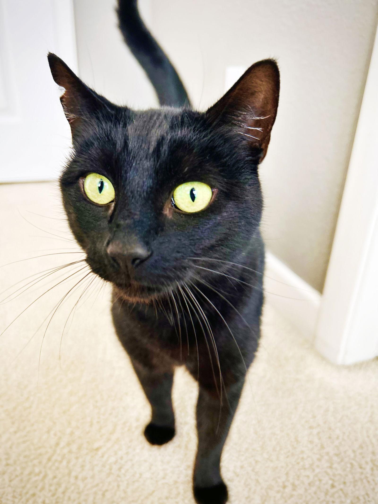 Micaela, a Adoptable Domestic Short Hair in Alameda, CA image 3/3