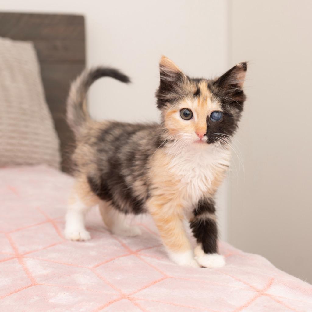 Madeline, Adoptable, Young Female Domestic Medium Hair.