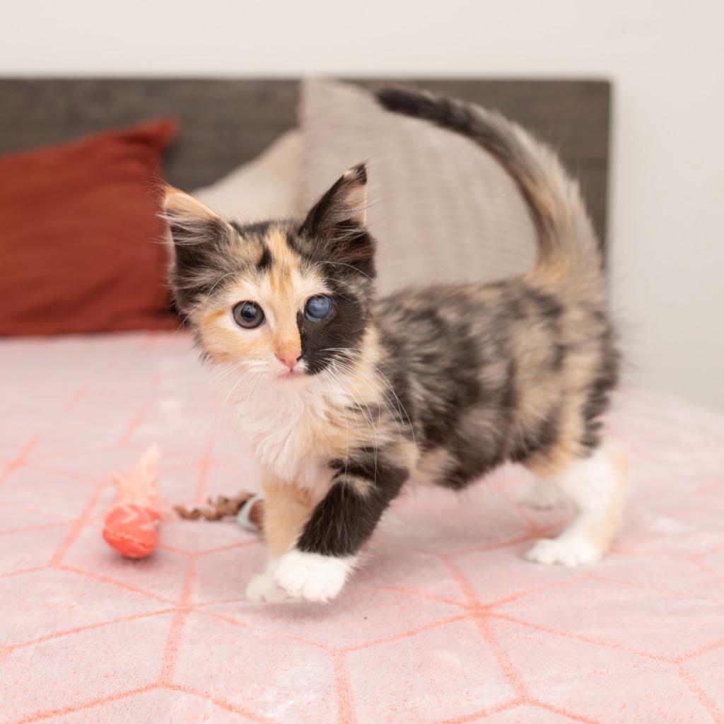 Madeline, a Adoptable mixed breed in Los Angeles, CA image 2/5