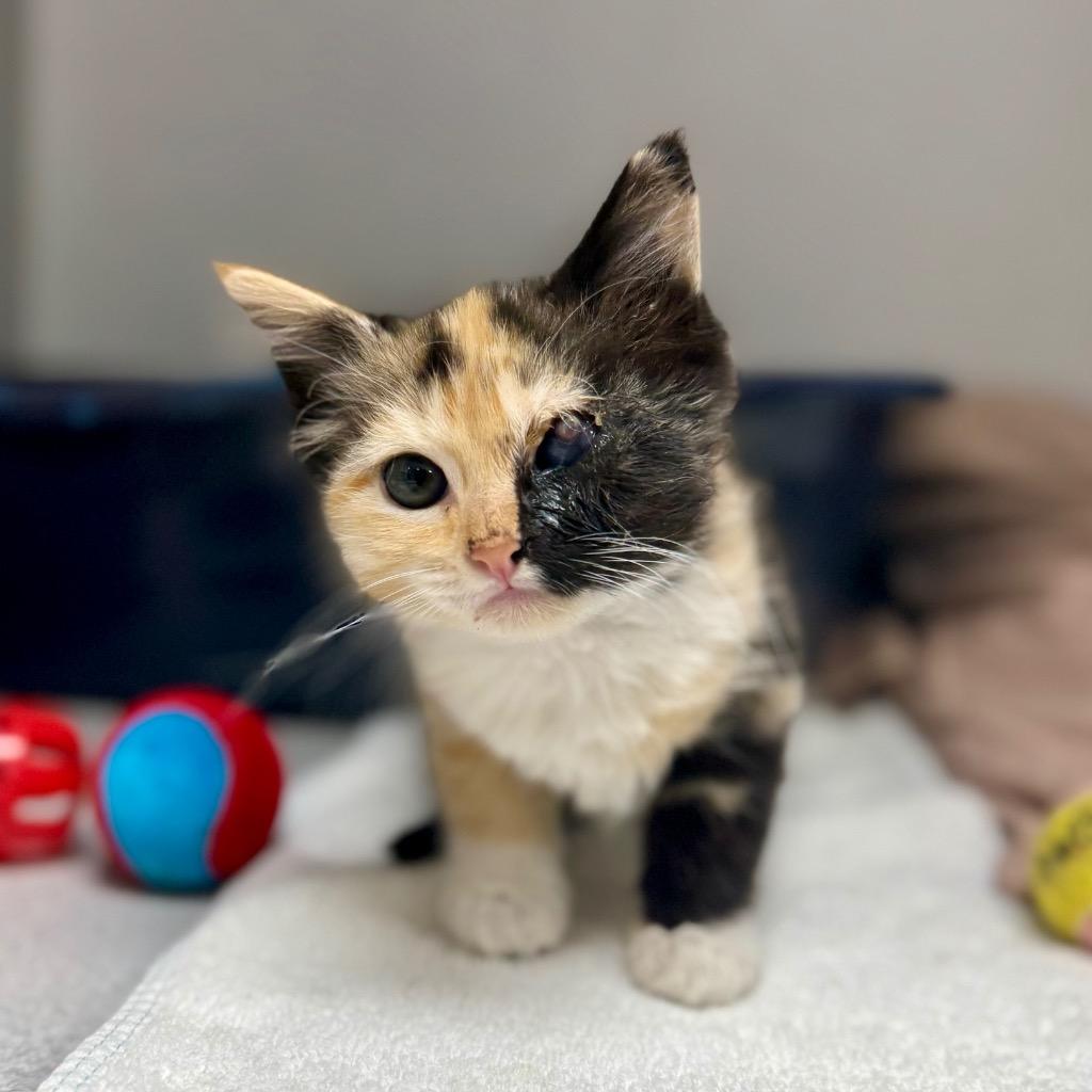 Madeline, a Adoptable mixed breed in Los Angeles, CA image 3/5