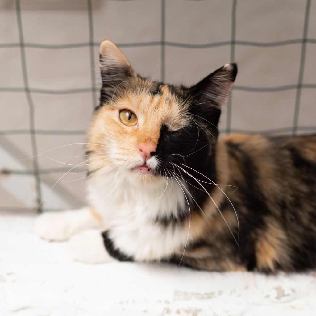 Enlarge Madeline, a Adoptable mixed breed in Los Angeles, CA image 4/6