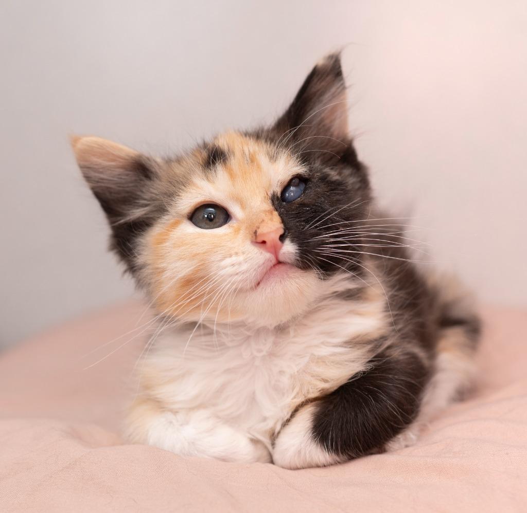Madeline, a Adoptable mixed breed in Los Angeles, CA image 4/5