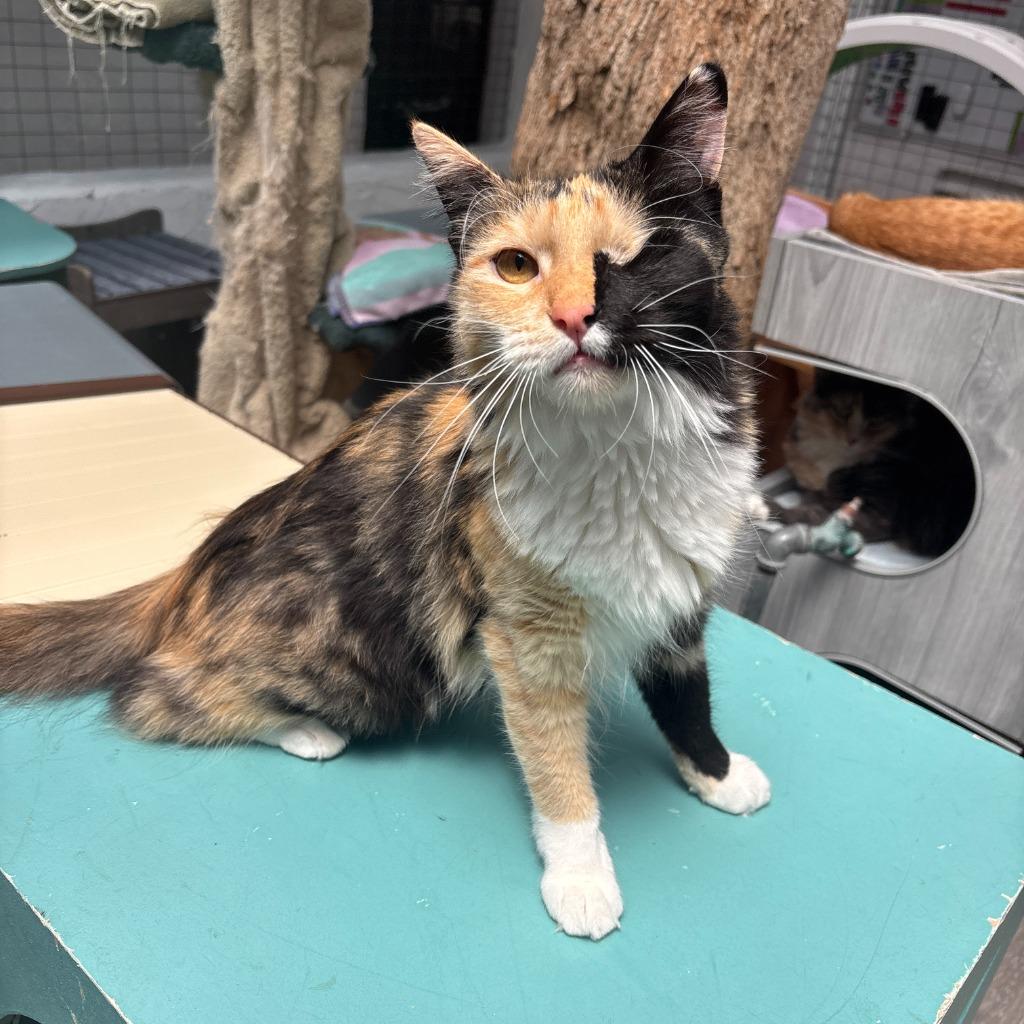 Madeline, a Adoptable mixed breed in Los Angeles, CA image 5/5