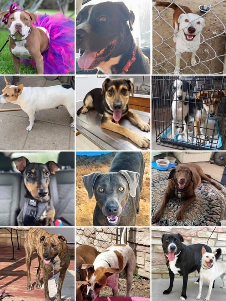 Foster, or Foster to Adopt! , Adoptable, Adult Female Mixed Breed.