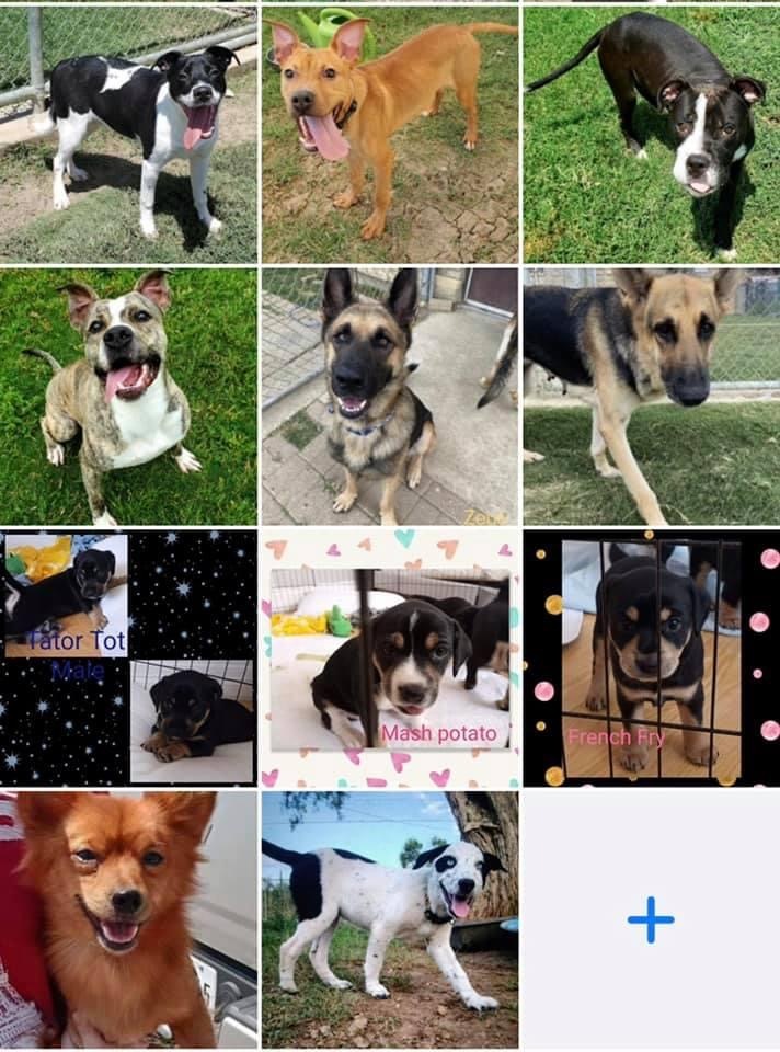 Enlarge Foster, or Foster to Adopt! , a Adoptable Mixed Breed in Blue Bell, PA image 2/8