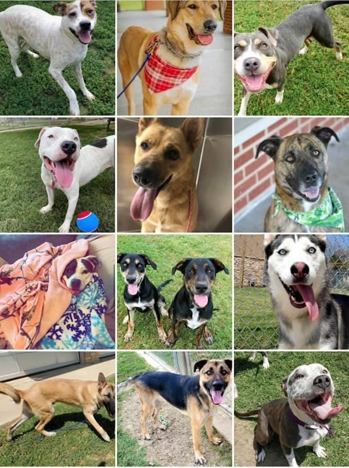 Enlarge Foster, or Foster to Adopt! , a Adoptable Mixed Breed in Blue Bell, PA image 4/8