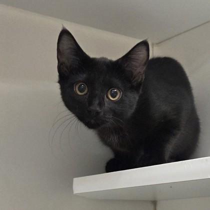 Cleo, Adoptable, Kitten Female Domestic Short Hair & Domestic Short Hair.