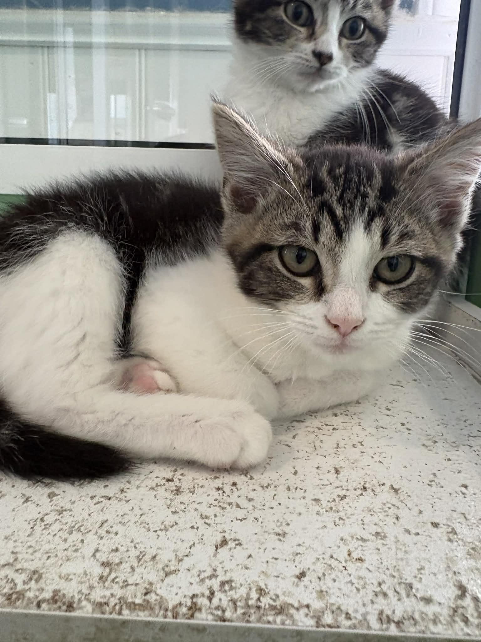 Larriny, adopted, Kitten Male American Shorthair.