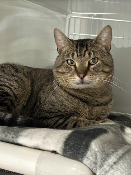 Enlarge Ziggy, a Adoptable mixed breed in Missoula, MT image 1/3