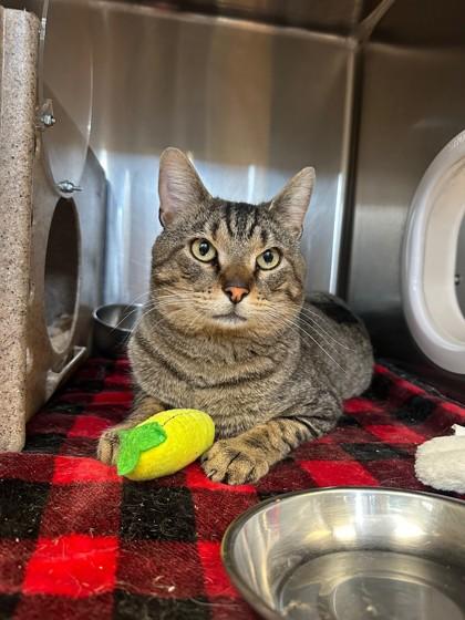 Enlarge Ziggy, a Adoptable mixed breed in Missoula, MT image 2/3