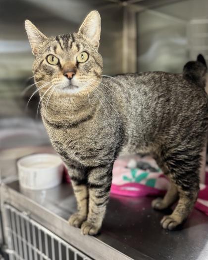 Enlarge Ziggy, a Adoptable mixed breed in Missoula, MT image 3/3