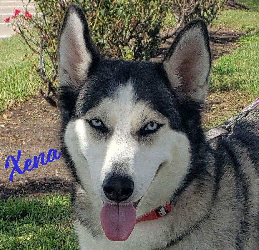Xena blue-eyed-beauty, Adoptable, Adult Female Siberian Husky.