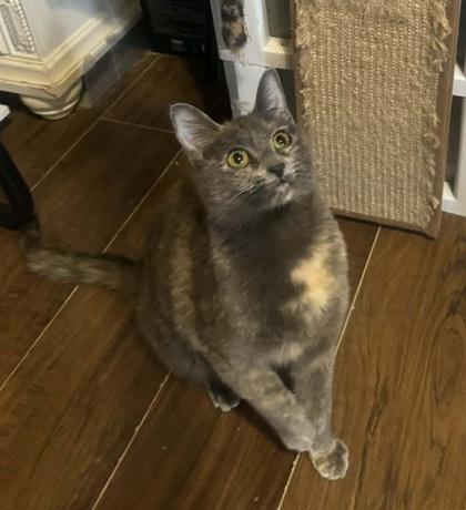 Lychee, Adoptable, Young Female Domestic Short Hair.