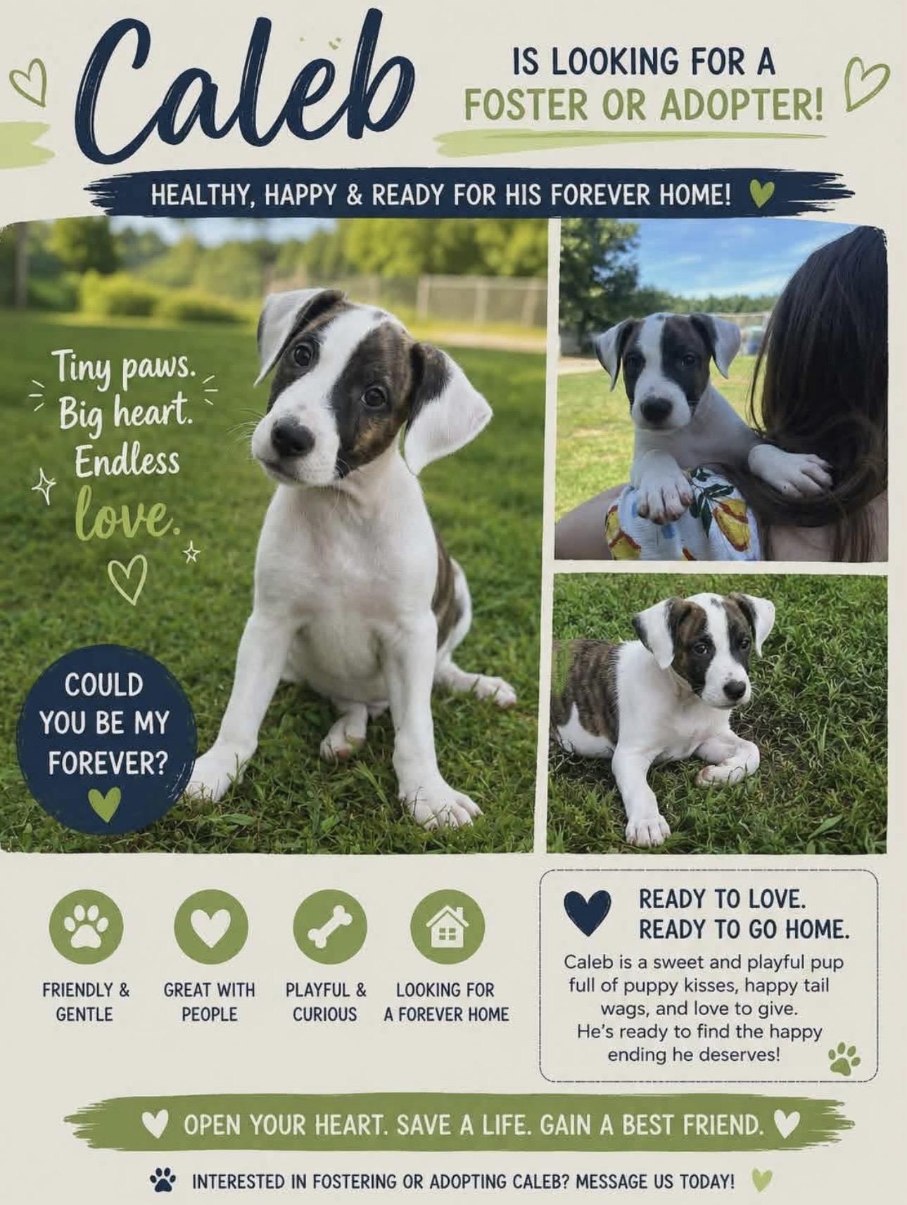 Enlarge CALEB, a Adoptable Mixed Breed in East Flat Rock, NC image 3/6