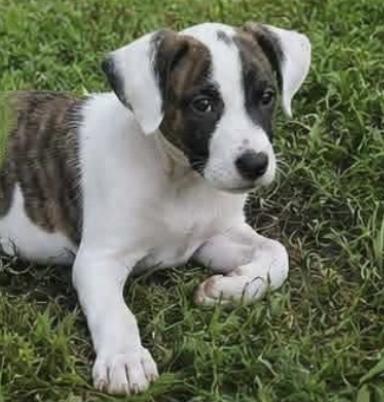 Enlarge CALEB, a Adoptable Mixed Breed in East Flat Rock, NC image 6/6