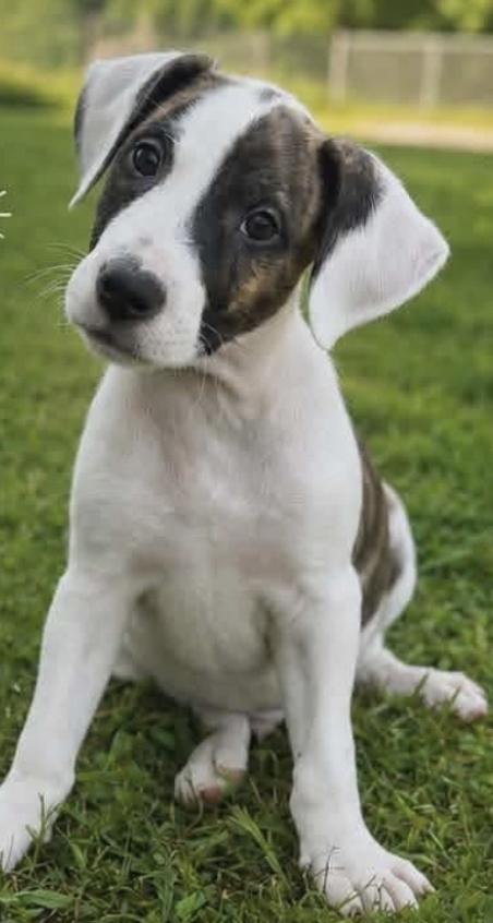 Enlarge CALEB, a Adoptable Mixed Breed in East Flat Rock, NC image 2/6