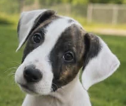 CALEB, Adoptable, Puppy Male Mixed Breed.