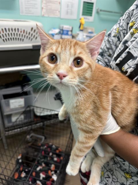 BINGUS, Adoptable, Young Male Domestic Short Hair.