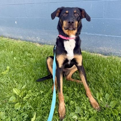 Dobby, Adoptable, Adult Male Mixed Breed & Mixed Breed.