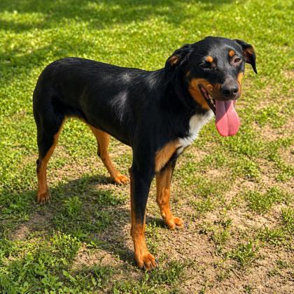 Enlarge Dobby, a Adoptable mixed breed in Merriam, KS image 1/1