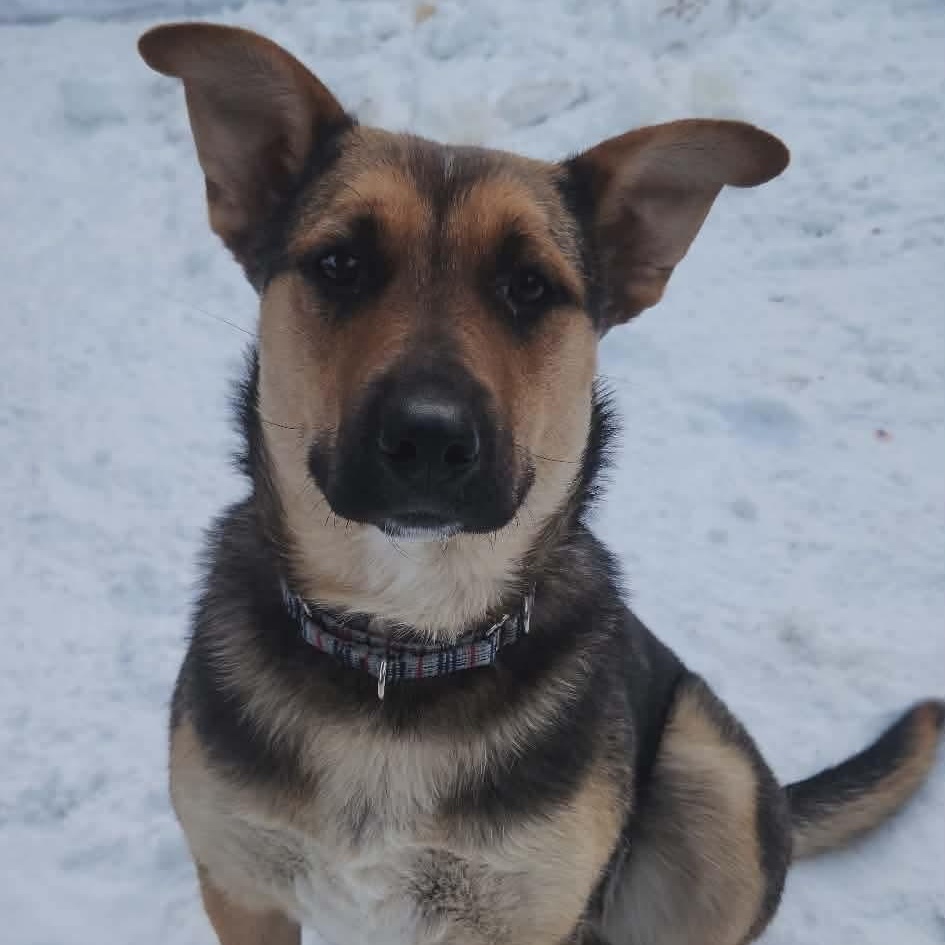 Scrappy Sue, adopted, Young Female German Shepherd Dog.