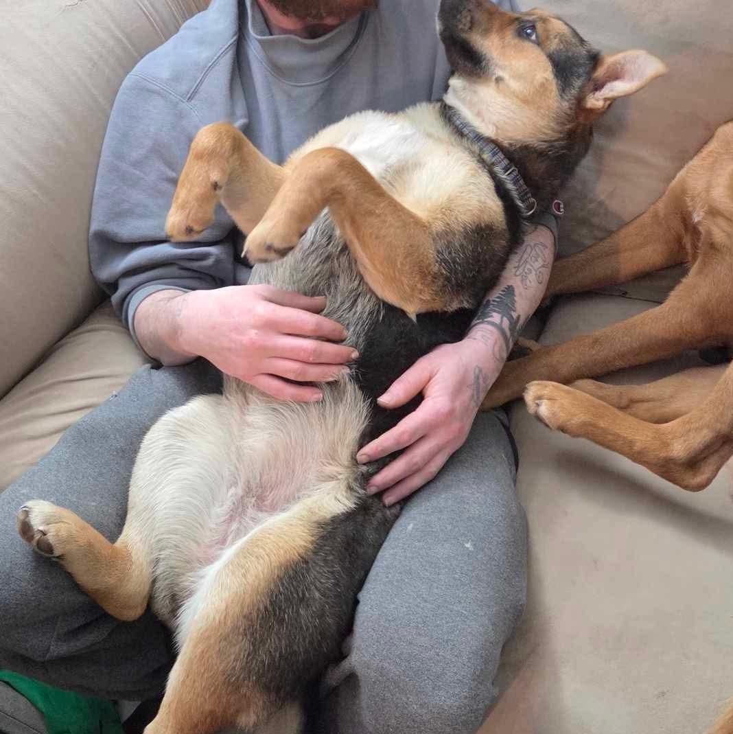 Enlarge Scrappy Sue, an adopted mixed breed in Edmonton, AB image 4/6