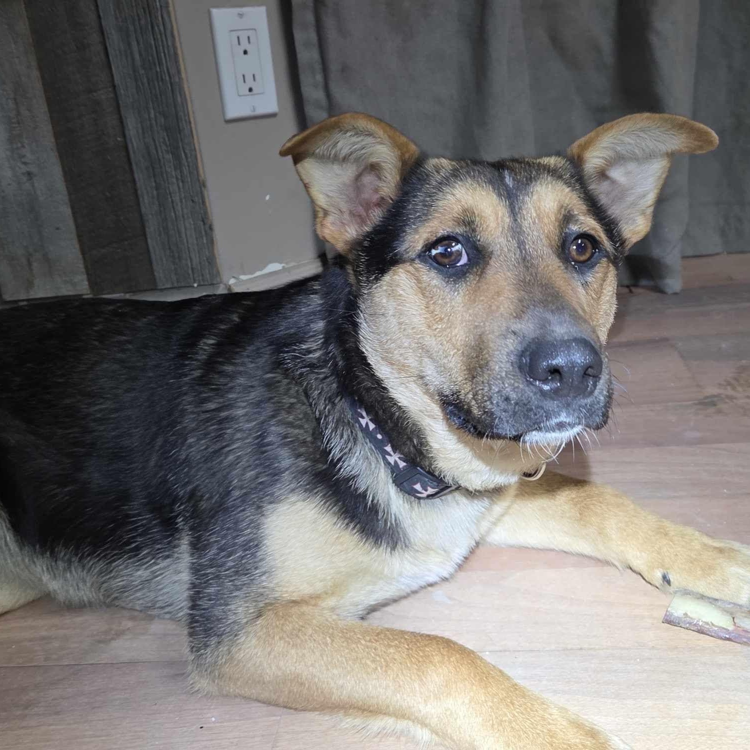 Enlarge Scrappy Sue, an adopted mixed breed in Edmonton, AB image 3/6