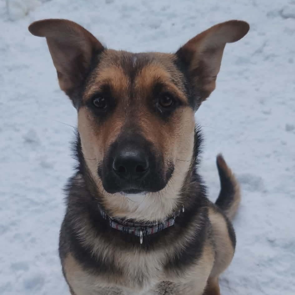 Enlarge Scrappy Sue, an adopted mixed breed in Edmonton, AB image 6/6