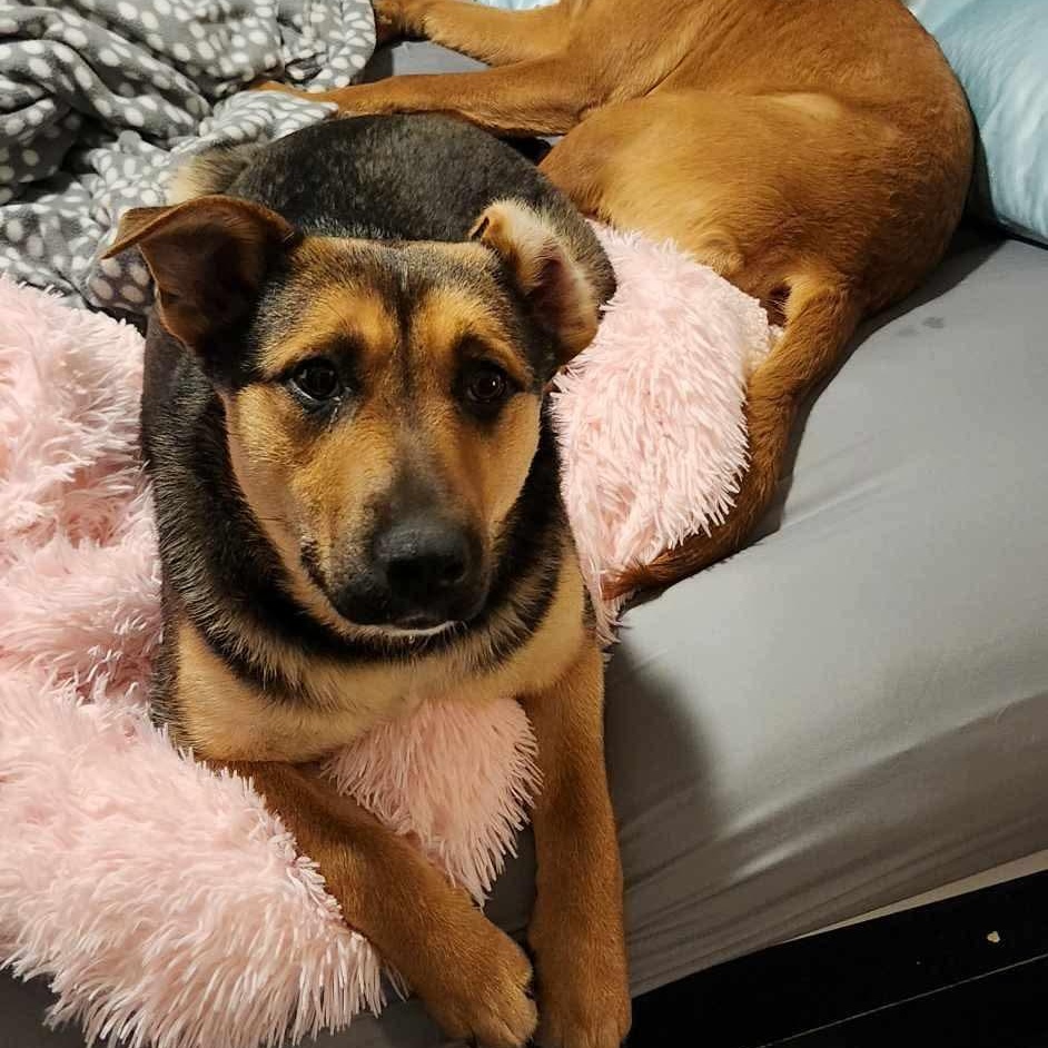 Enlarge Scrappy Sue, an adopted mixed breed in Edmonton, AB image 5/6