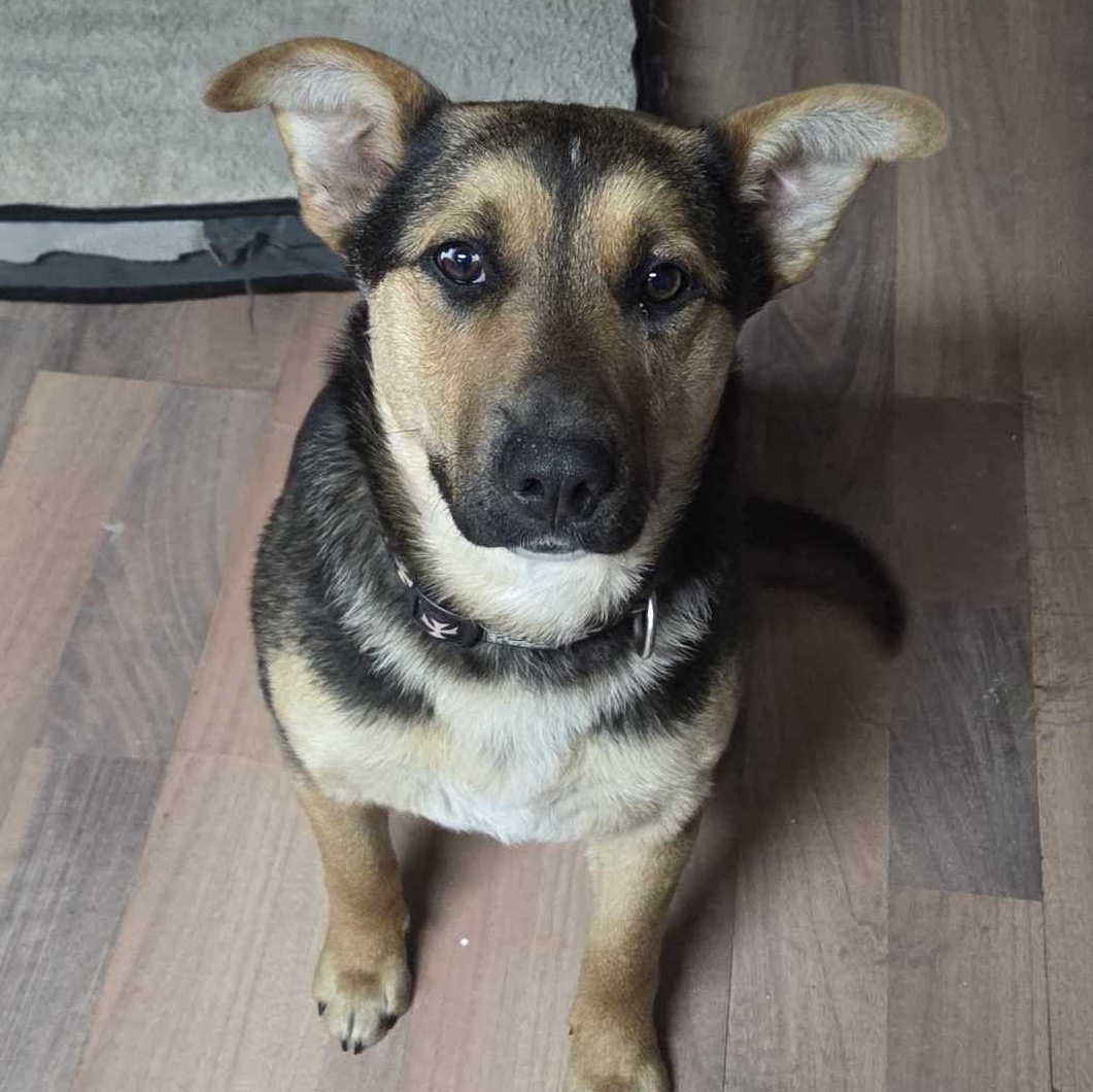 Enlarge Scrappy Sue, an adopted mixed breed in Edmonton, AB image 2/6