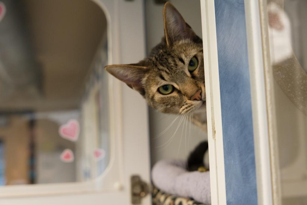 Kent, an adoptable Domestic Short Hair in Bellingham, WA, 98226 | Photo Image 3