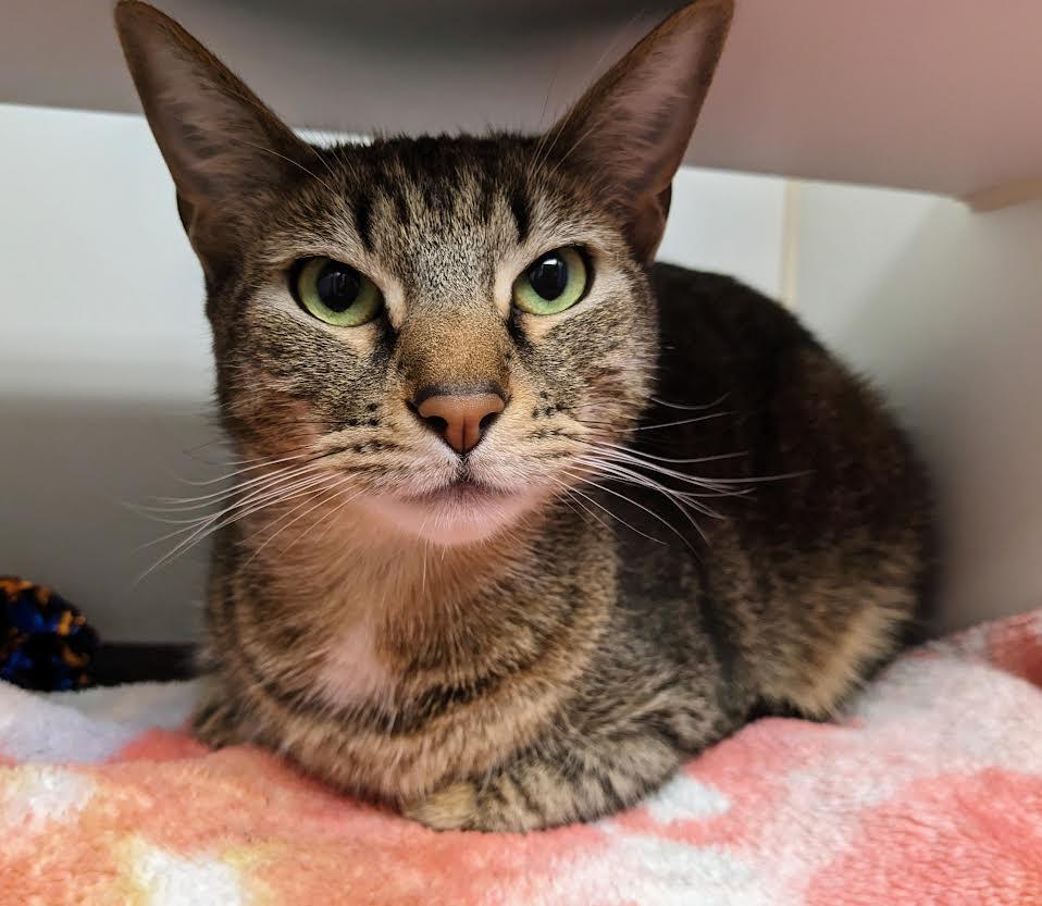 Kent, an adoptable Domestic Short Hair in Bellingham, WA, 98226 | Photo Image 2