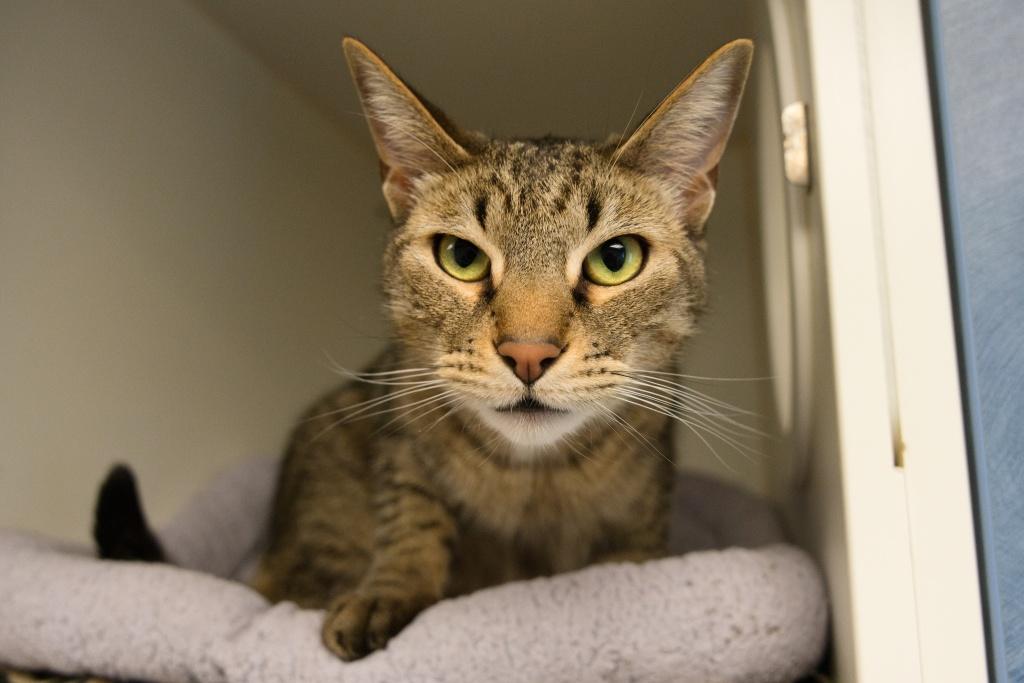 Kent, an adoptable Domestic Short Hair in Bellingham, WA, 98226 | Photo Image 1