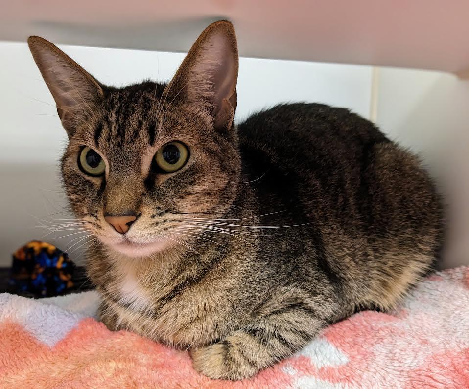 Kent, an adoptable Domestic Short Hair in Bellingham, WA, 98226 | Photo Image 4