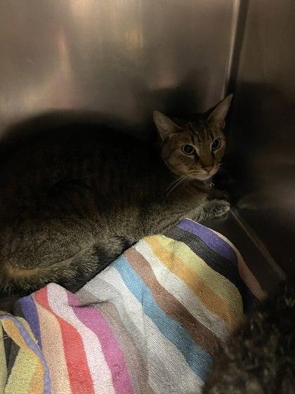 Kent, an adoptable Domestic Short Hair in Bellingham, WA, 98226 | Photo Image 5