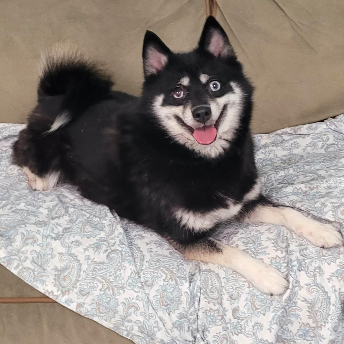 Enlarge Morticia! Playful Pup!, an adopted mixed breed in Meriden, CT image 2/6