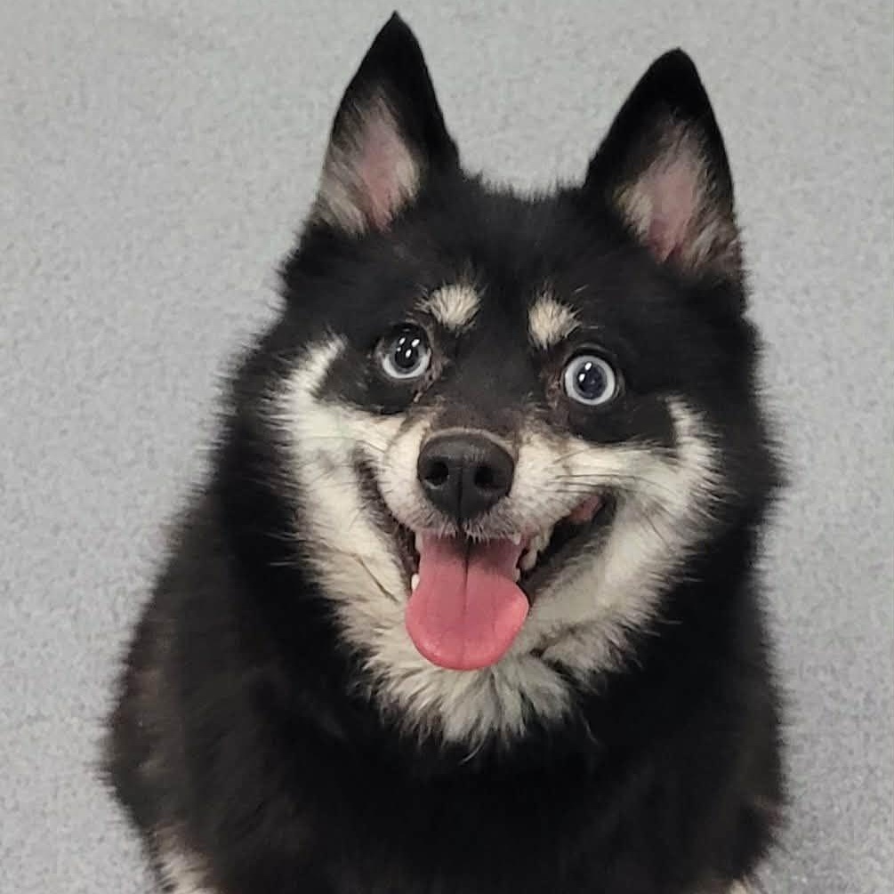 Enlarge Morticia! Playful Pup!, an adopted mixed breed in Meriden, CT image 4/6